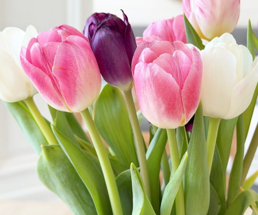 tulppaanit-1024x856.jpg